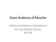 Gross Anatomy of Muscles