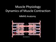 Muscle Physiology Dynamics of Muscle Contraction