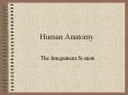 Human Anatomy PowerPoint PPT Presentation