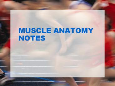 MUSCLE ANATOMY NOTES