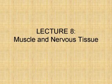 LECTURE 8: Muscle and Nervous Tissue