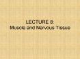 LECTURE 8: Muscle and Nervous Tissue PowerPoint PPT Presentation