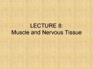 LECTURE 8: Muscle and Nervous Tissue