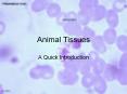 Animal Tissues PowerPoint PPT Presentation