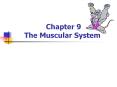 Chapter 9 The Muscular System PowerPoint PPT Presentation