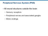 Peripheral Nervous System (PNS)