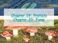Chapter 19: Protists Chapter 20: Fungi PowerPoint PPT Presentation