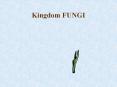 Kingdom%20FUNGI PowerPoint PPT Presentation