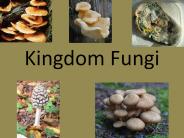 Kingdom%20Fungi
