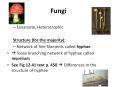 Fungi PowerPoint PPT Presentation