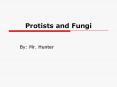 Protists and Fungi PowerPoint PPT Presentation