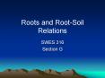 Roots and Root-Soil Relations PowerPoint PPT Presentation