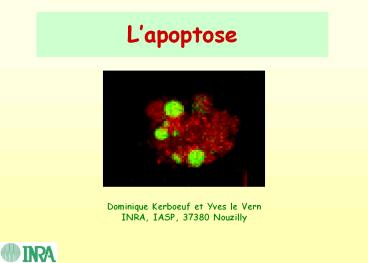 presentation player overlay