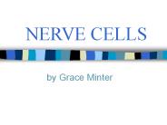 NERVE CELLS