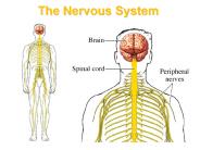 The Nervous System