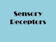 Sensory%20Receptors