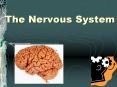 The Nervous System PowerPoint PPT Presentation