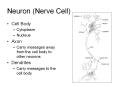 Neuron (Nerve Cell) PowerPoint PPT Presentation