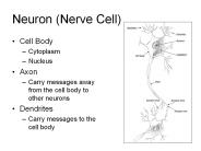 Neuron (Nerve Cell)