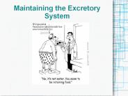 Maintaining%20the%20Excretory%20System