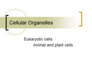 Cellular Organelles