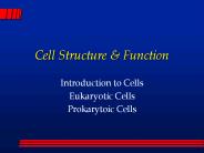 Cell Structure