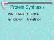 Protein Synthesis
