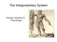 The%20Integumentary%20System PowerPoint PPT Presentation