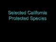 Selected California Protected Species PowerPoint PPT Presentation