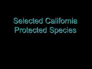 Selected California Protected Species
