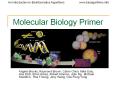 Molecular Biology Primer PowerPoint PPT Presentation