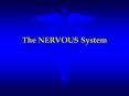 The NERVOUS System PowerPoint PPT Presentation