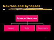Neurons%20and%20Synapses