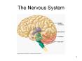 The%20Nervous%20System PowerPoint PPT Presentation