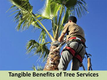 Tangible Benefits of Tree Services