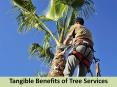 Tangible Benefits of Tree Services PowerPoint PPT Presentation