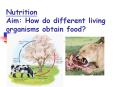 Nutrition Aim: How do different living organisms obtain food? PowerPoint PPT Presentation