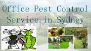 Office Pest Control Service in Sydney