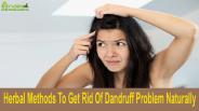Herbal Methods To Get Rid Of Dandruff Problem Naturally