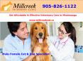Leading Animal Clinic Mississauga|Cat and Dog Spaying/Neutring Services PowerPoint PPT Presentation