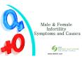 Male & Female Infertility Symptoms and Causes PowerPoint PPT Presentation