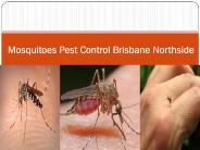 Mosquitoes Pest Control in Brisbane (1)