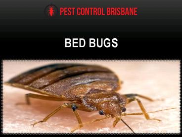 Bed Bugs