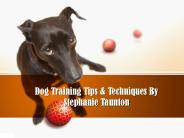 Stephanie Taunton Certified Dog Trainer