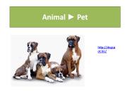 Canine Training San Marcos