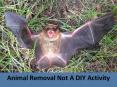Animal Removal Not A DIY Activity PowerPoint PPT Presentation