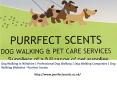 Dog Walking in Wiltshire | Professional Dog Walking | Dog Walking Companies | Dog Walking Websites PowerPoint PPT Presentation