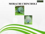 Morachi chincholi