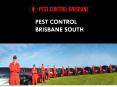 Pest Control Brisbane South PowerPoint PPT Presentation