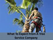 What To Expect From A Tree Service Company